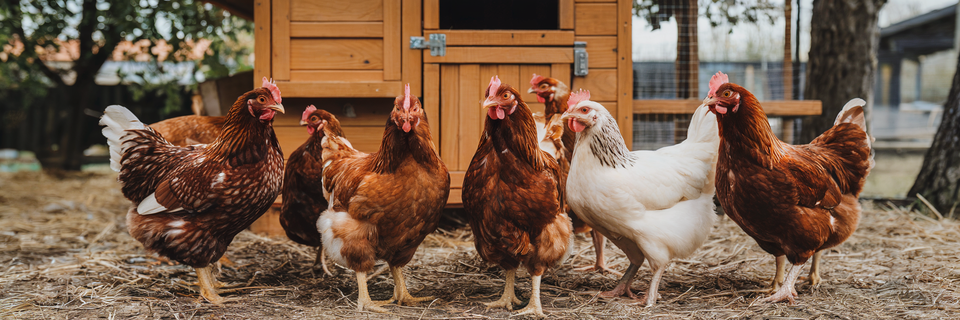 Chicken Coop Signs