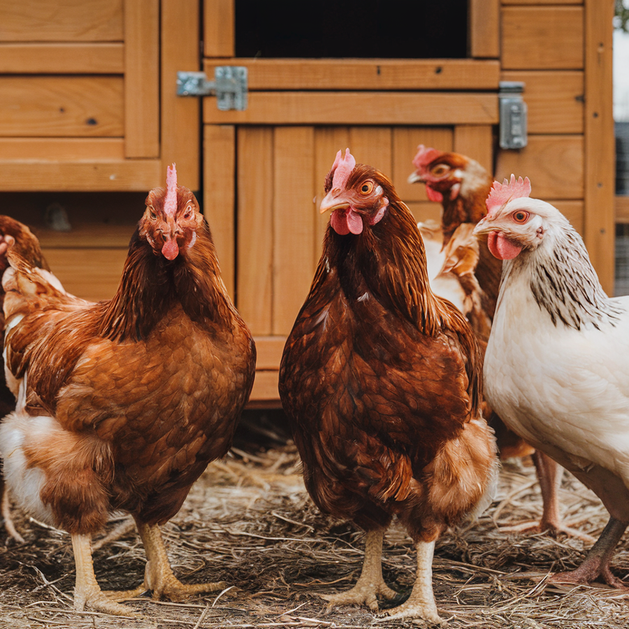 Chicken Coop Signs